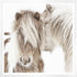 Close-up of fluffy Icelandic Ponies featured in the Iceland Beauties collection, beautifully framed to enhance modern farmhouse and Hygge aesthetics.