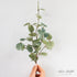 12” Little Eucalyptus Pick in a stylish small bud vase, showcasing the delicate leaves and overall design.