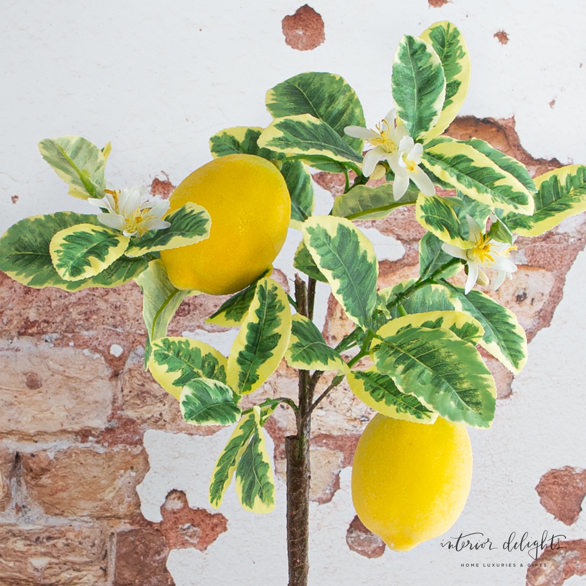 25” Lemon Tree in Clay Pot