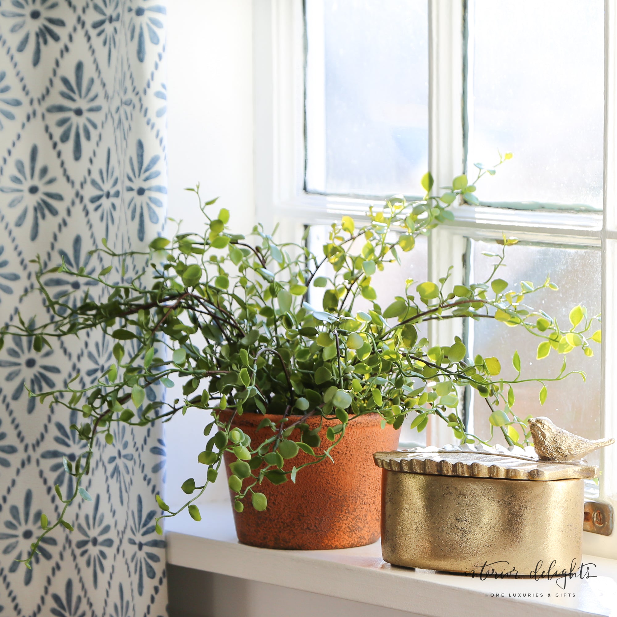 Potted Angel Vine displayed on a tabletop, demonstrating its lightweight and low-maintenance qualities, ideal for home decor.