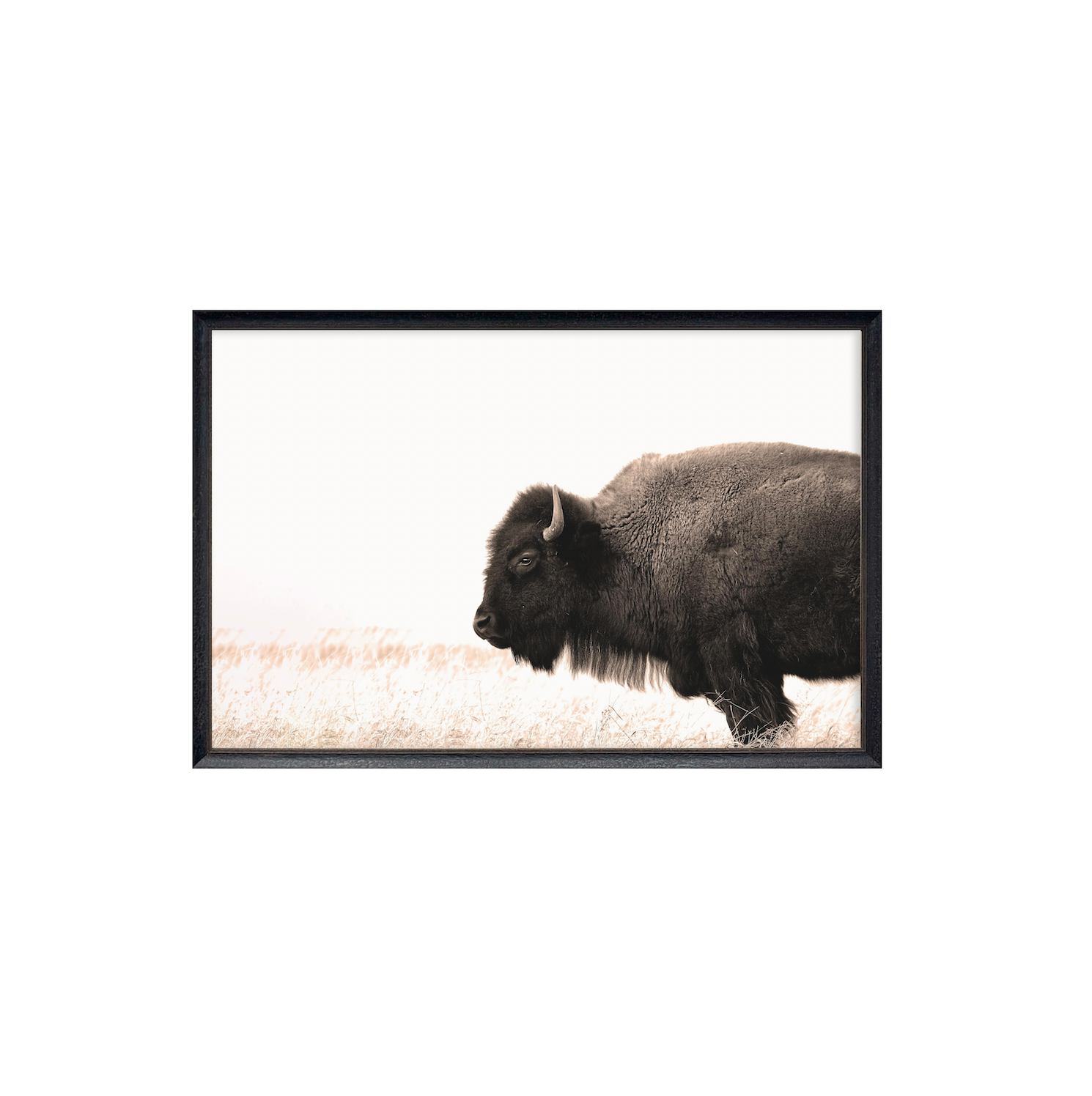 40x60 Buffalo on Plains