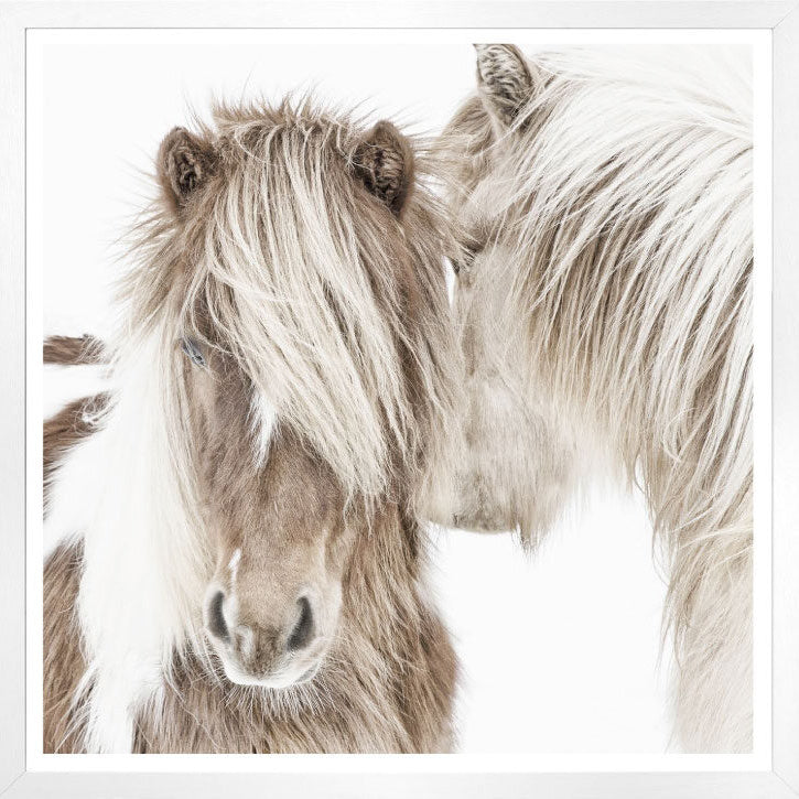 Close-up of fluffy Icelandic Ponies featured in the Iceland Beauties collection, beautifully framed to enhance modern farmhouse and Hygge aesthetics.