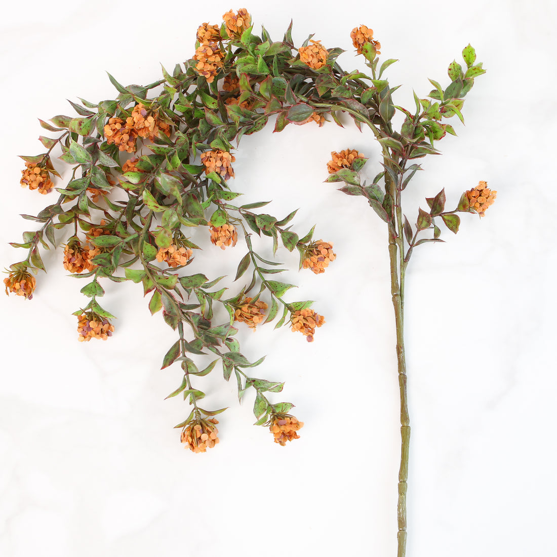 Late Bloomer Draping Orange Vine