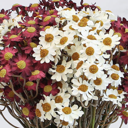 Vibrant 10&quot; Burgundy Chamomile Flower Bundle