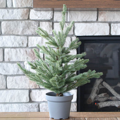 BUY ONE GET ONE Norway Mini Pine Tree Drop In Set of 2