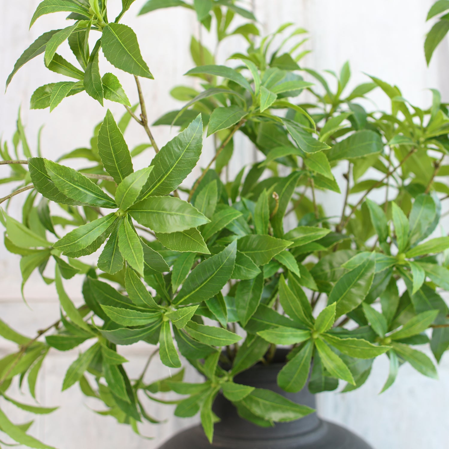 34" Mock Orange Green Leaf Spray - Interior Delights