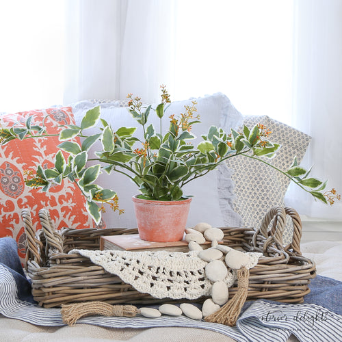 Potted Cupid Vine showcased in a stylish pot, showcasing its lush greenery and cascading vines.