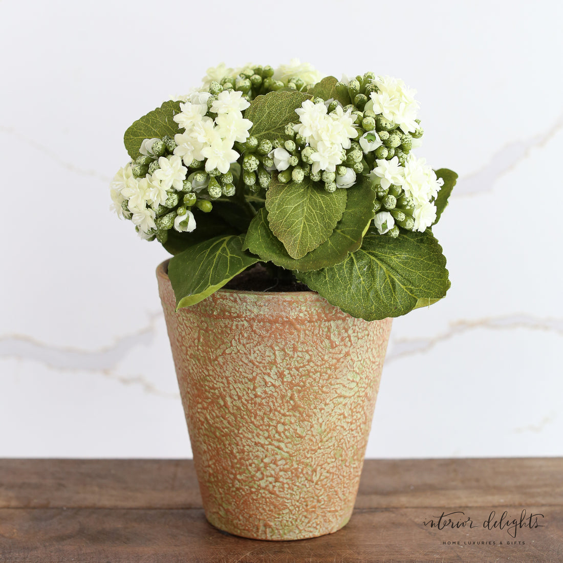 White Kalanchoe in Distressed Clay Pot