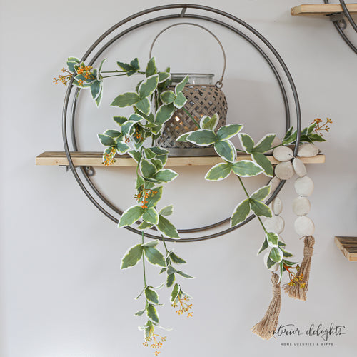 24" Hanging Cupid Vine - A beautiful trailing plant with lush variegated leaves, perfect for adding a delicate and romantic touch to your home decor.