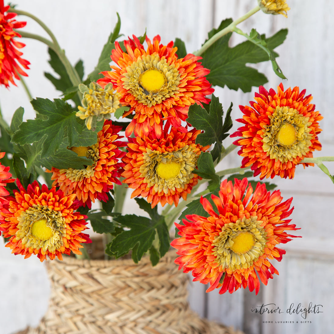 Orange Gerber Daisy Spray