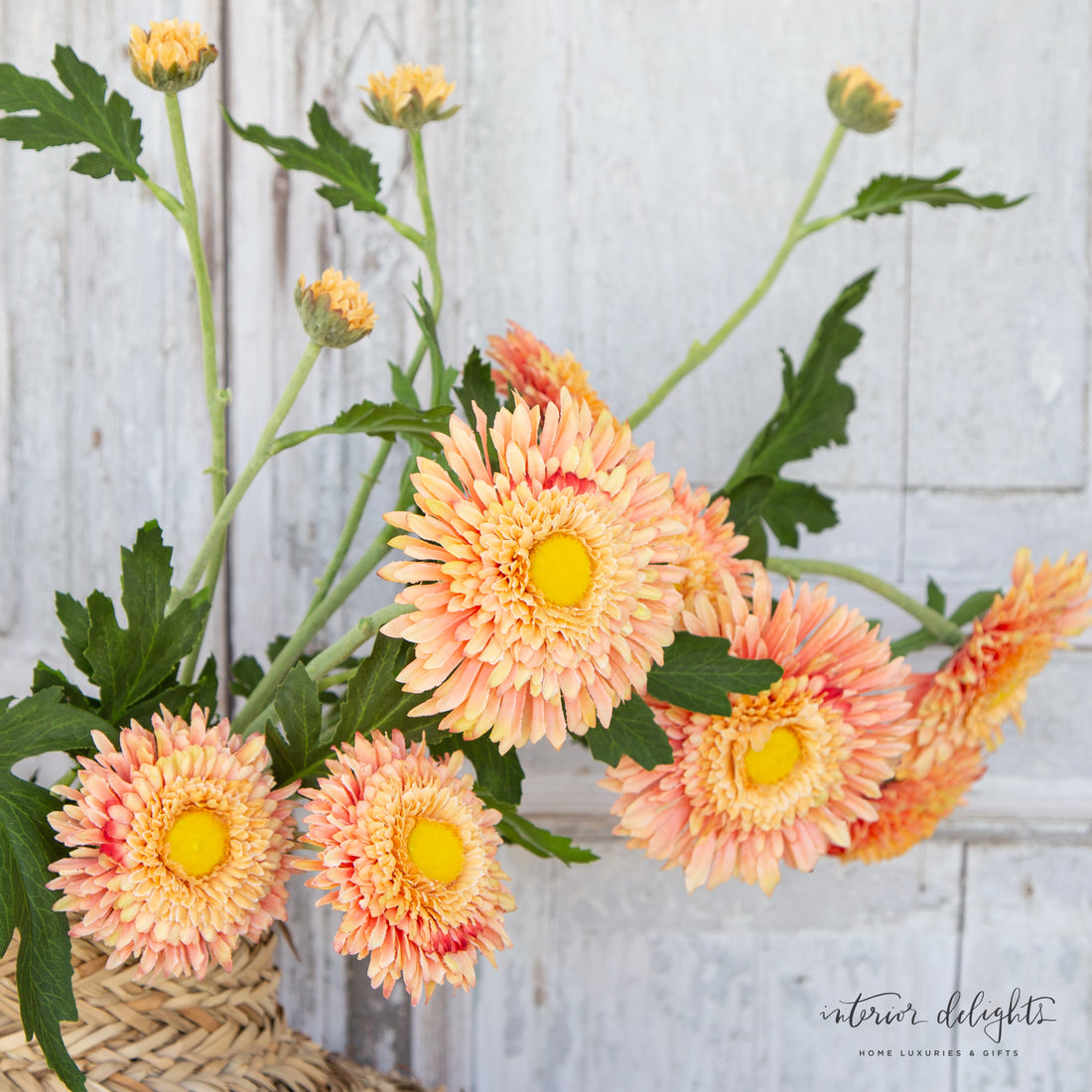 Peachy Gerber Daisy Spray