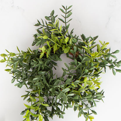 New England Boxwood Taper Candle Ring- 6in-Sold Individually