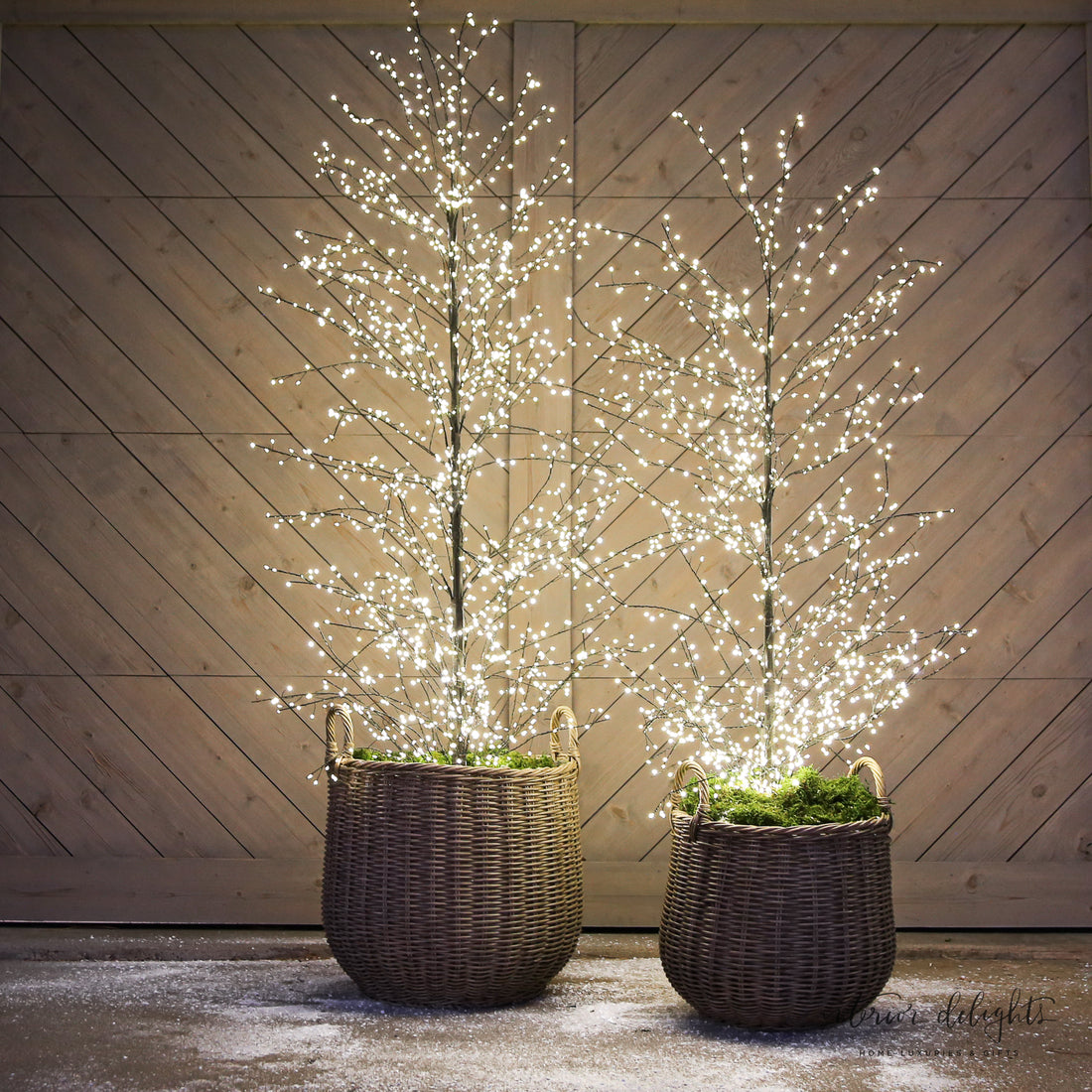 Curated Set: 2 Full Trunk LED Trees elegantly arranged in decorative Round Willow Baskets.