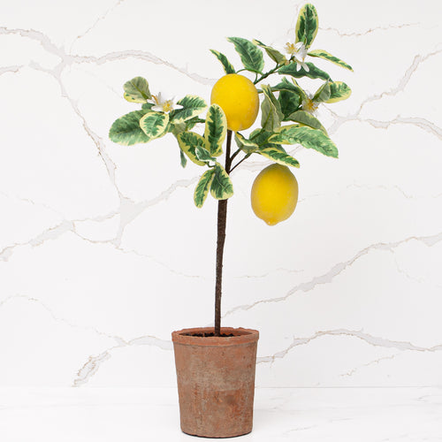 25” Lemon Tree in Clay Pot with vibrant green leaves, delicate white flowers, and two lemons, perfect for home decoration.