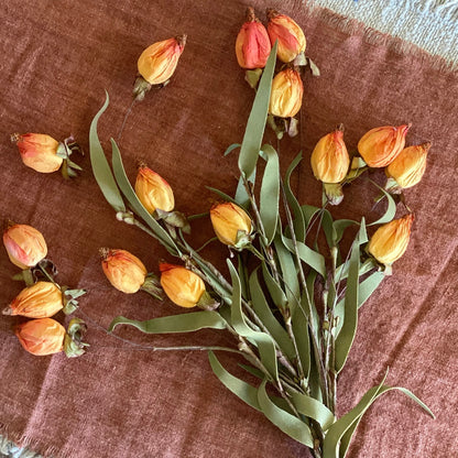 Lantern Buds | Sunset | 23&quot;