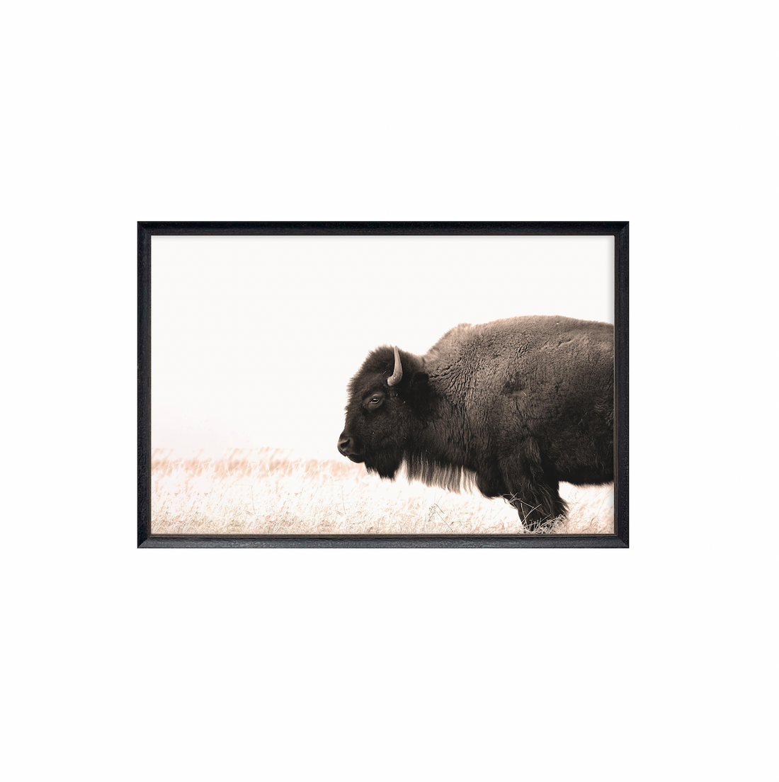 40x60 Buffalo on Plains