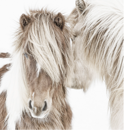 Iceland Beauties