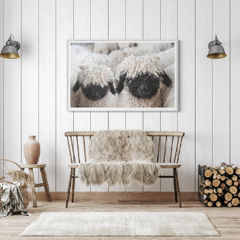 Happy Sheep art print featuring fluffy Swiss sheep with black features and curly wool, showcasing the charm of the Valais breed, dimensions 31x48 inches.