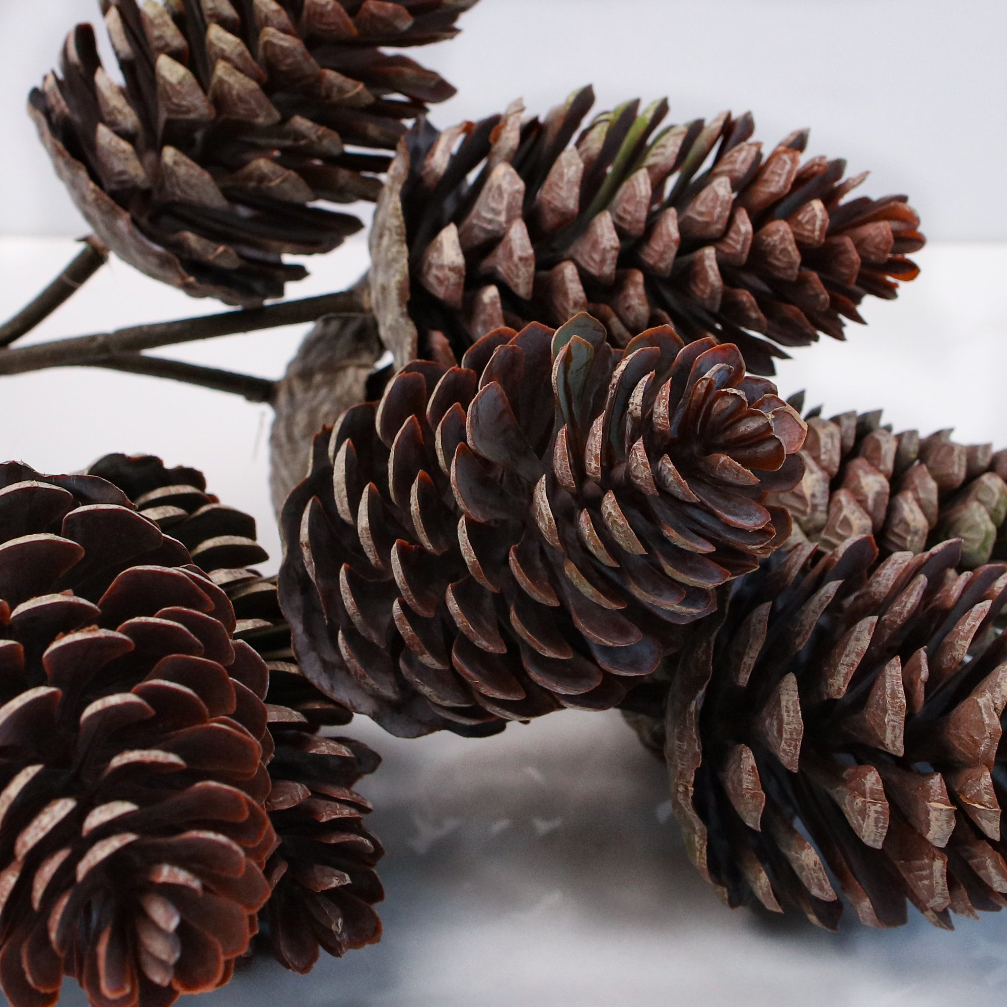12&quot; Pinecone Pick, UV Treated