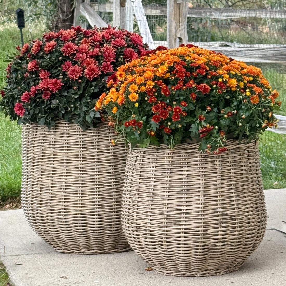 Round Willow Planter Baskets - Set of 2 - Interior Delights