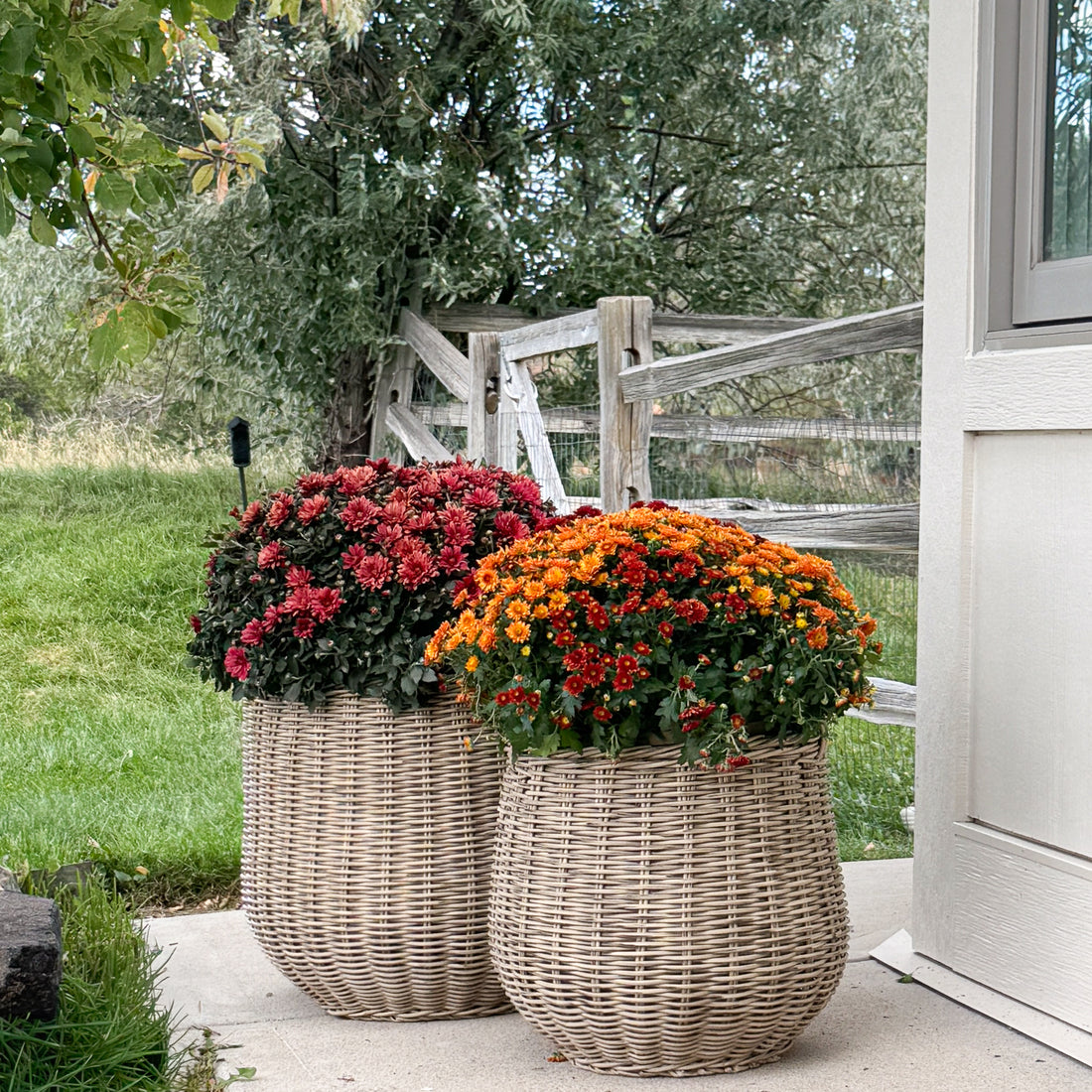 Round Willow Planter Baskets - Set of 2 - Interior Delights