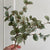 Little Eucalyptus Pick Bundle of 2