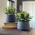 Black Potted Succulent-Large - Interior Delights